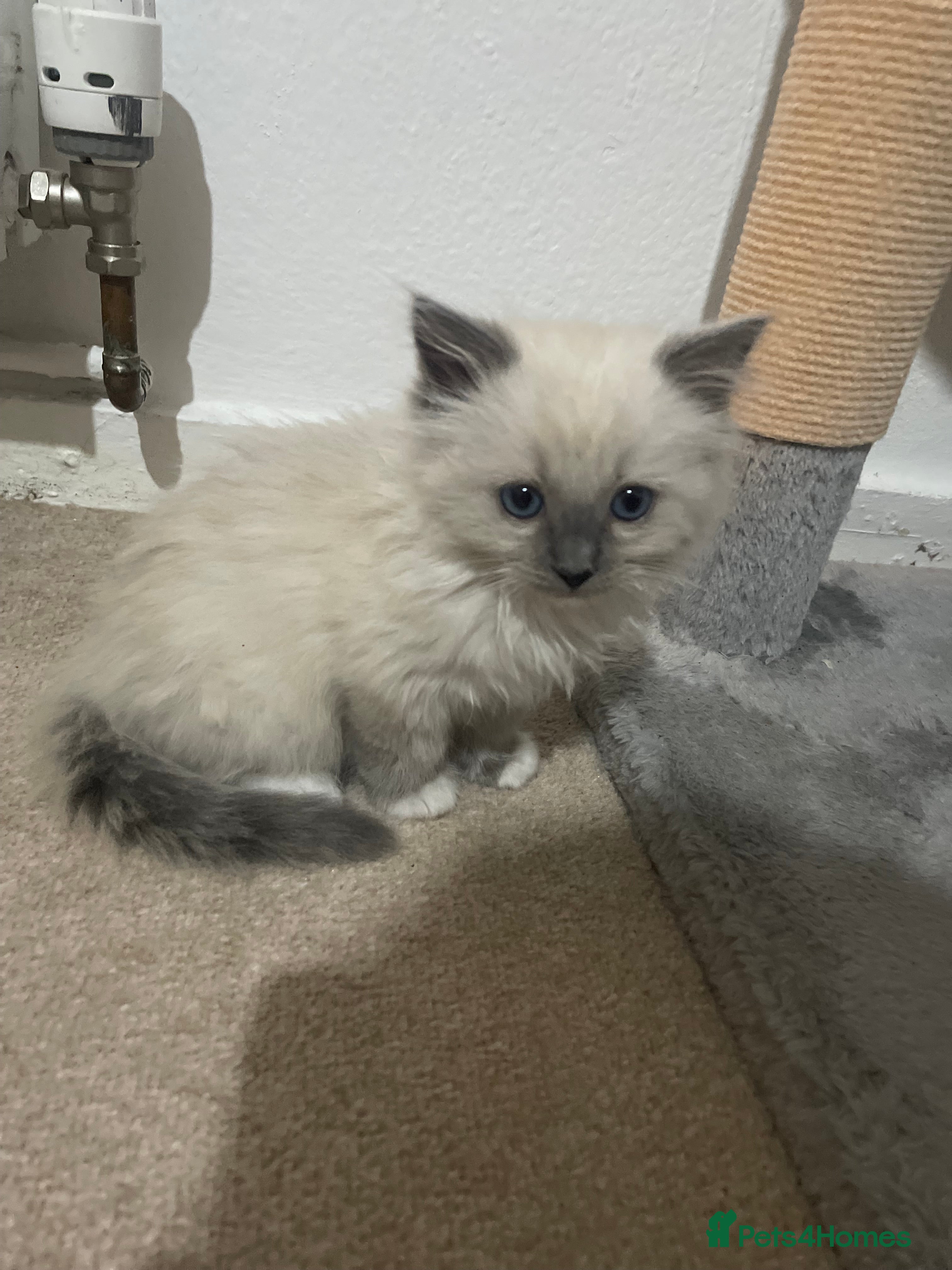 Ragdoll cats Ragdoll kitten for rehome  - Advert 2