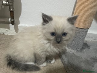 Ragdoll cats Ragdoll kitten for rehome - Advert 1