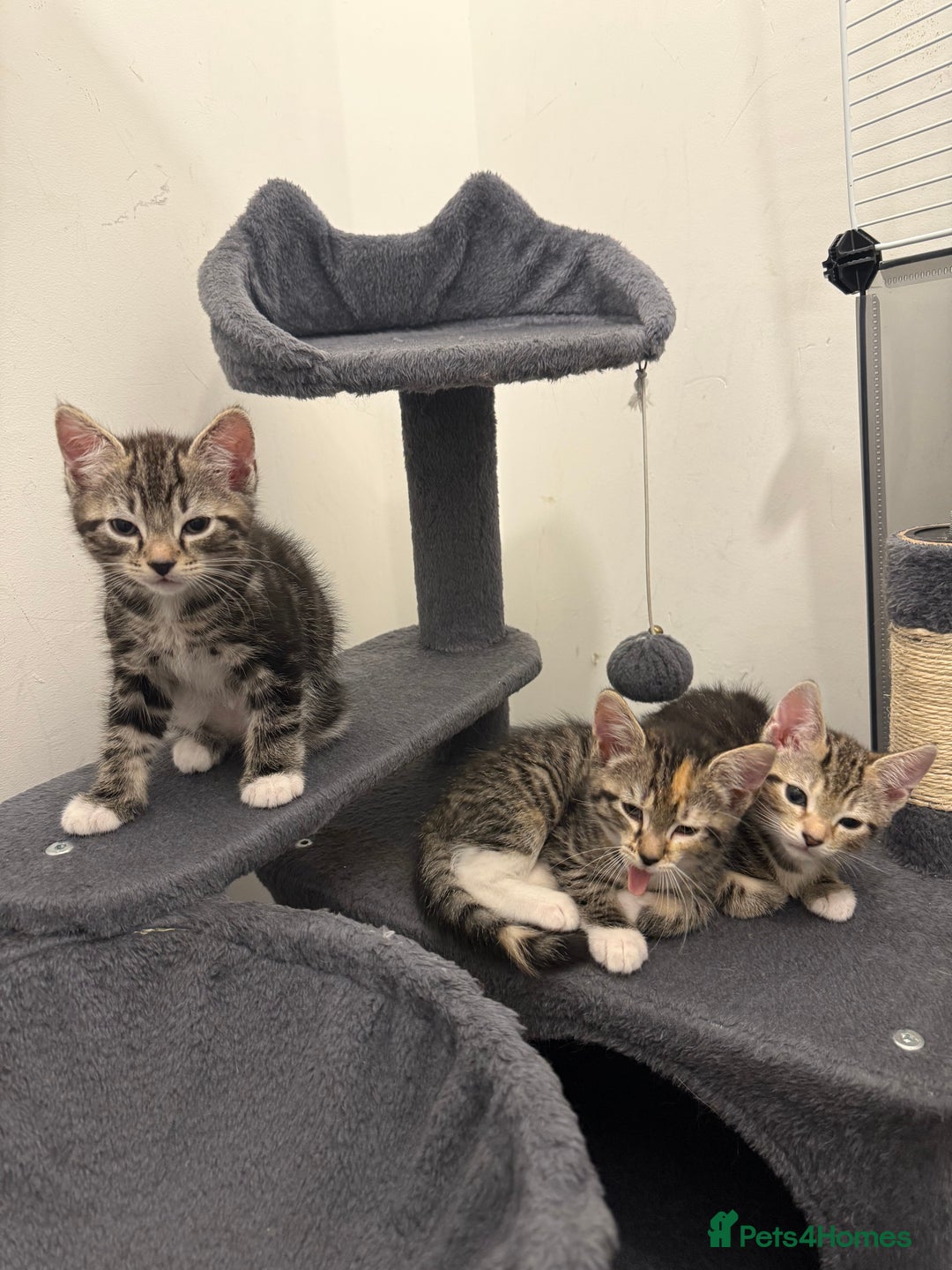 Bengal cats for sale: 3 bengal cross kittens  - Image 2