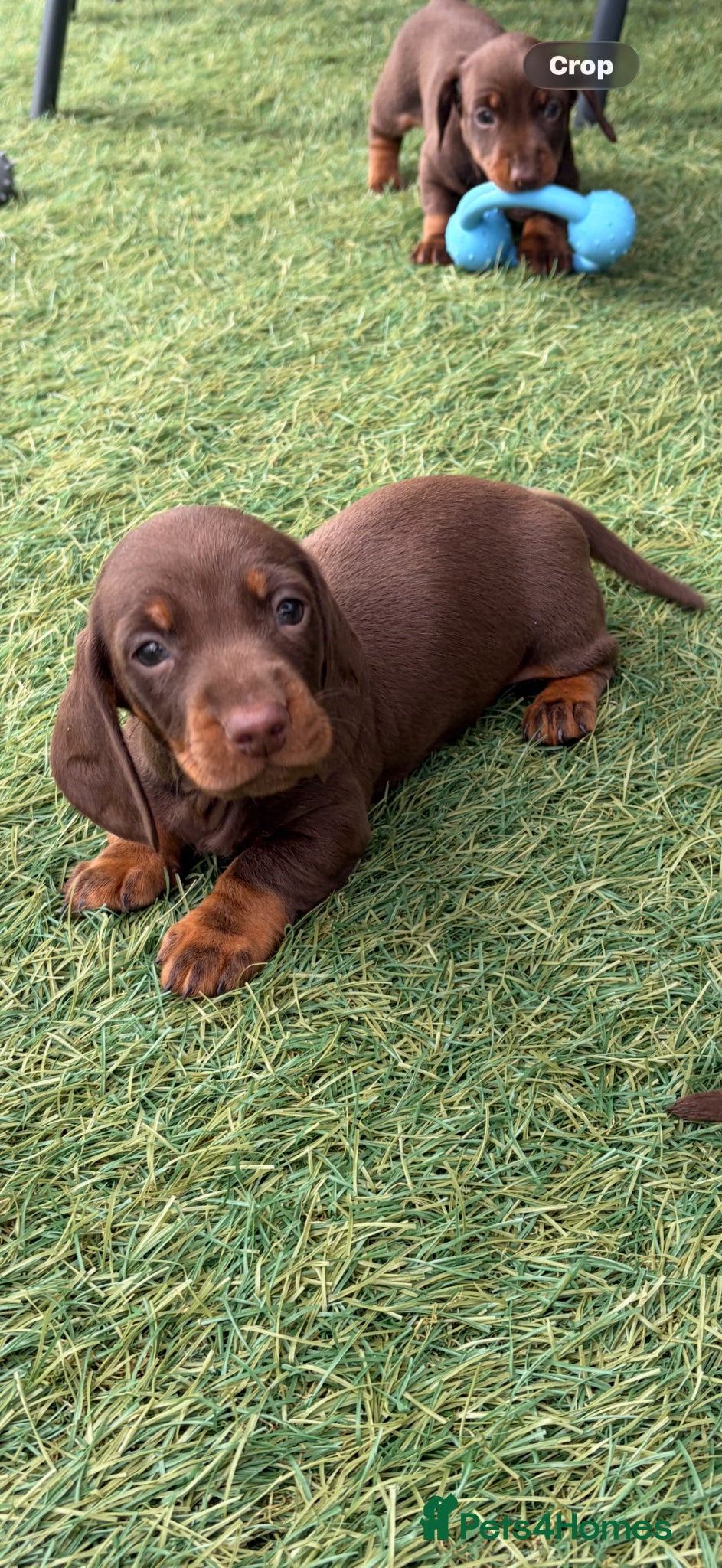 Dachshund dogs Brown and tan, beautiful little dachshund boy  boy - Advert 2