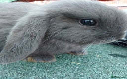 Mini Lop rabbits for sale: Beautiful Mini Lop Bunnies for sale  - Image 4