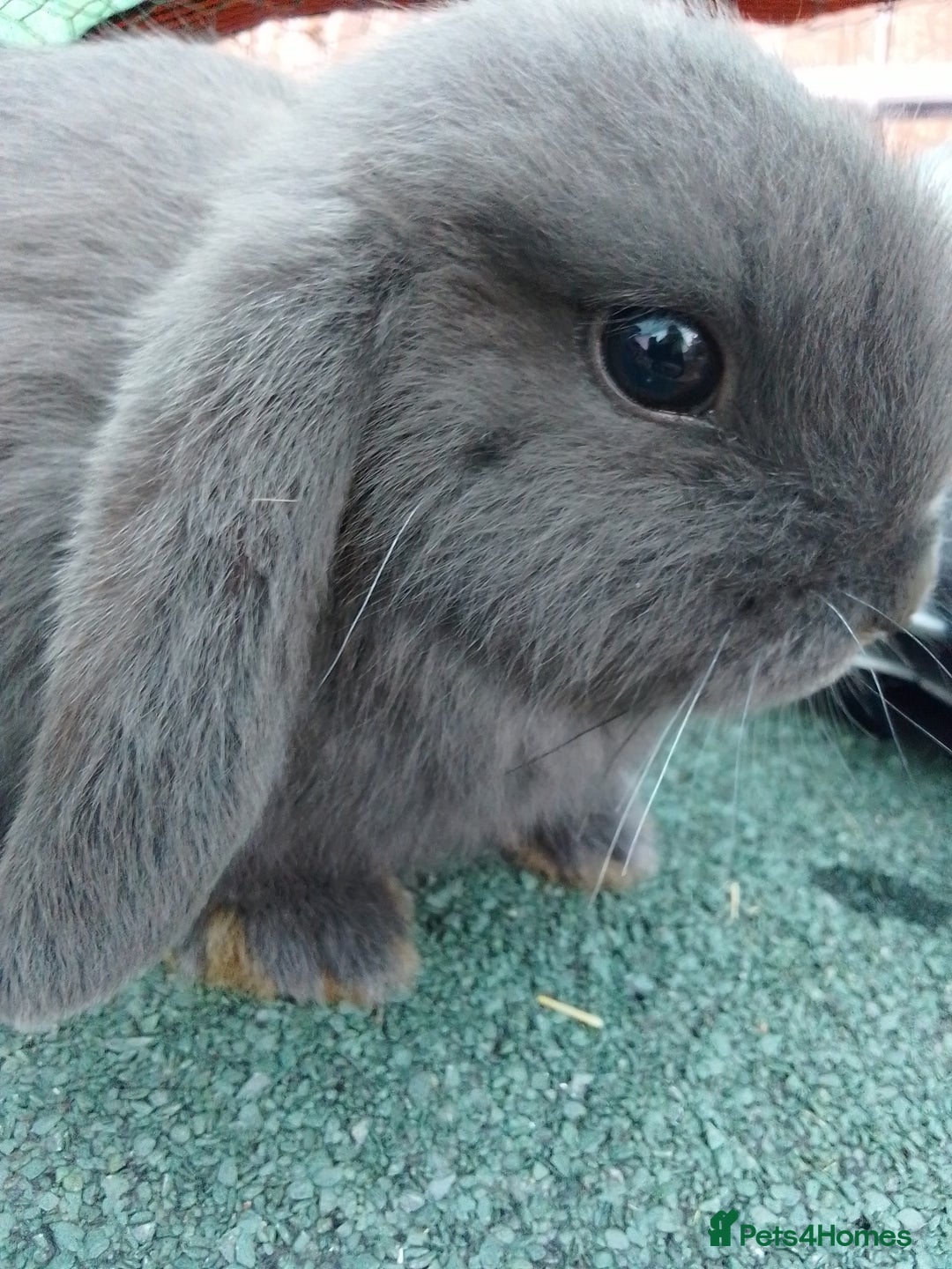 Mini Lop rabbits for sale: Beautiful Mini Lop Bunnies for sale  - Image 4