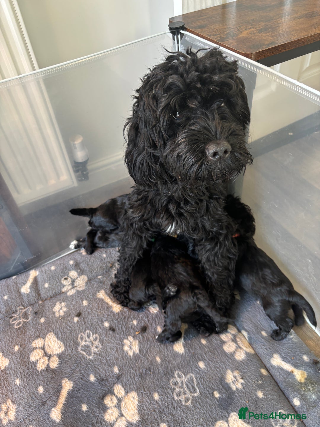 Mixed Breed dogs for sale: Beautiful Sproodle x Lhasa Apso Puppies - Advert 2