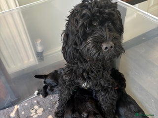 Mixed Breed dogs Beautiful Sproodle x Lhasa Apso Puppies - Advert 1