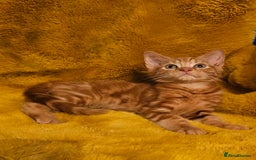 Maine Coon cats for sale: Kittens ready now - Image 3