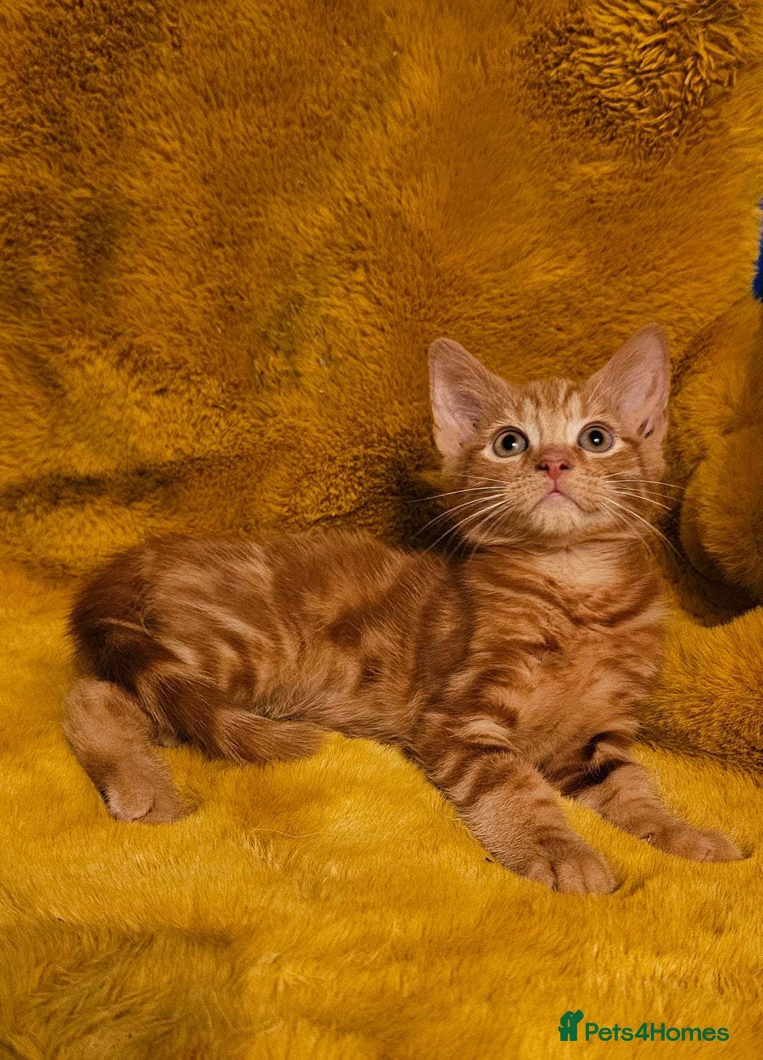 Maine Coon cats for sale: Kittens ready now - Image 3