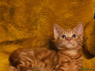 Maine Coon cats - Advert 31