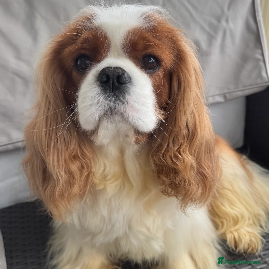 Cavalier King Charles Spaniel dogs for stud: KC Cavalier King Charles for stud - Advert 2