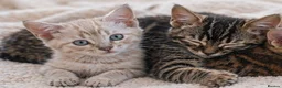 Bengal cats for sale: Unique Bengal Kittens  in Manchester - Advert 5