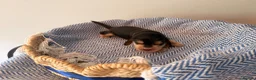 Cocker Spaniel dogs for sale: Outstanding KC registered Cocker Spaniel Puppies  - Advert 8