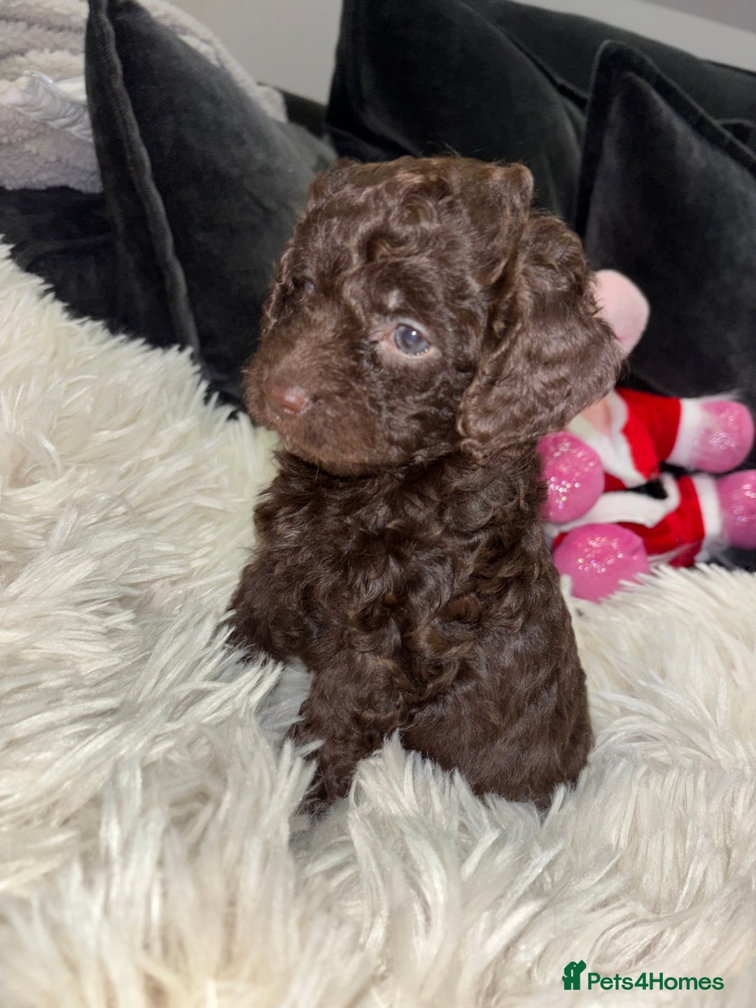 Cockapoo dogs for sale: 5 cockapoo puppies for sale 4 boys and 1 girl  - Advert 15