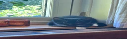Mixed Breed cats for sale: Cuddly Tuxedo Kittens  - Advert 6