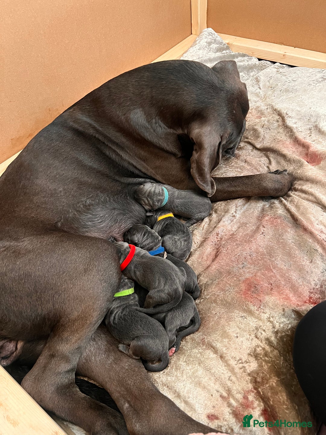 Cane Corso dogs for sale: Stunning cane corso puppies £800  - Image 7