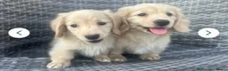 Miniature Dachshund dogs for stud: ⭐️⭐️👑👑 KING OF CREAMS 👑👑⭐️⭐️ - Advert 8
