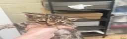 Domestic Shorthair cats for sale: Kittens for sale  - Advert 2