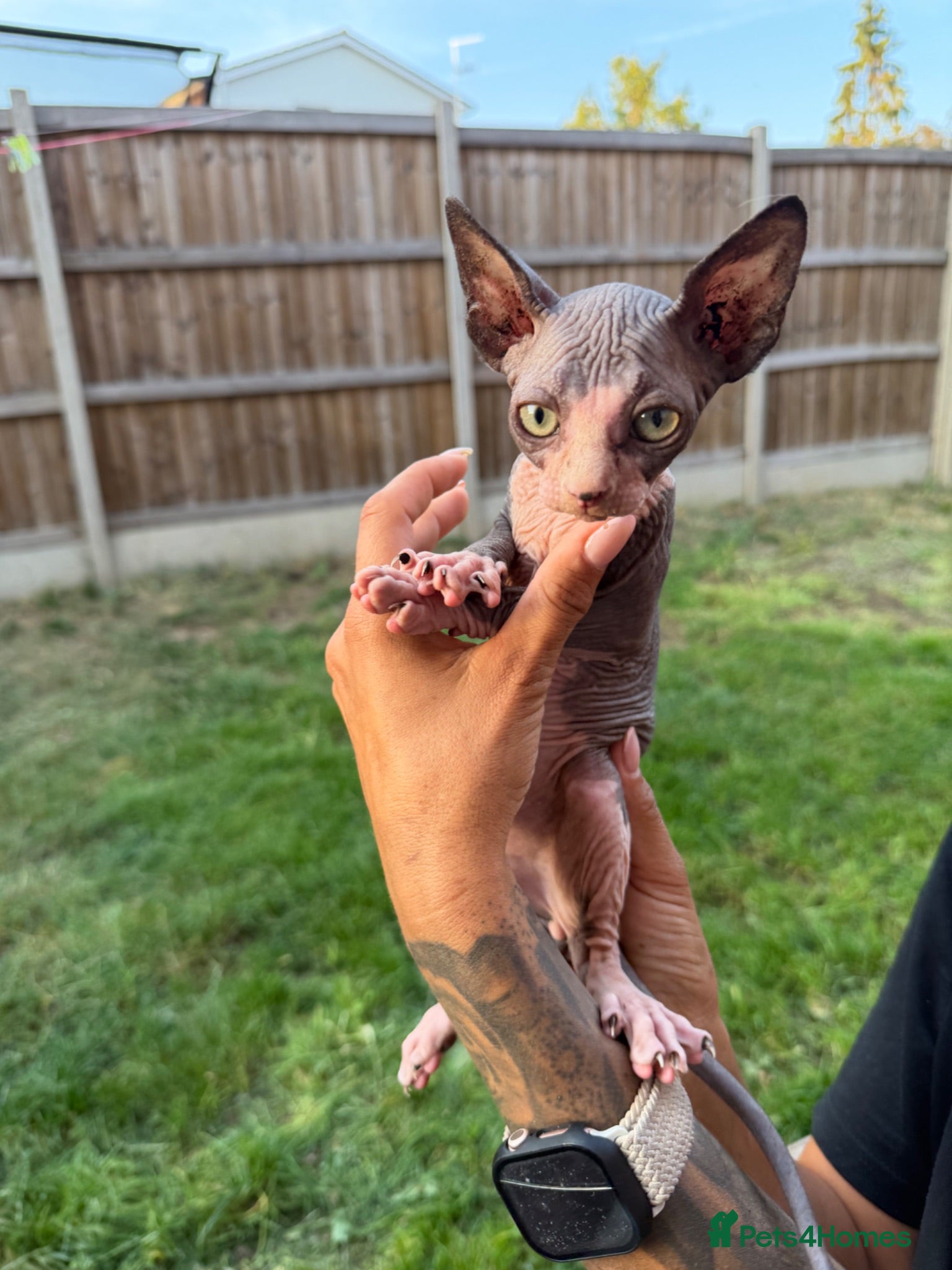 Sphynx cats Tica registered Sphynx kitten price reduced  - Advert 2