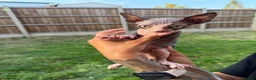 Sphynx cats for sale: Price reduced Tica registered Sphynx kitten - Advert 2