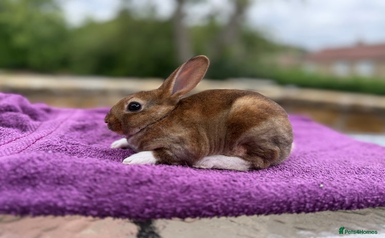 Rex rabbits - Advert 1