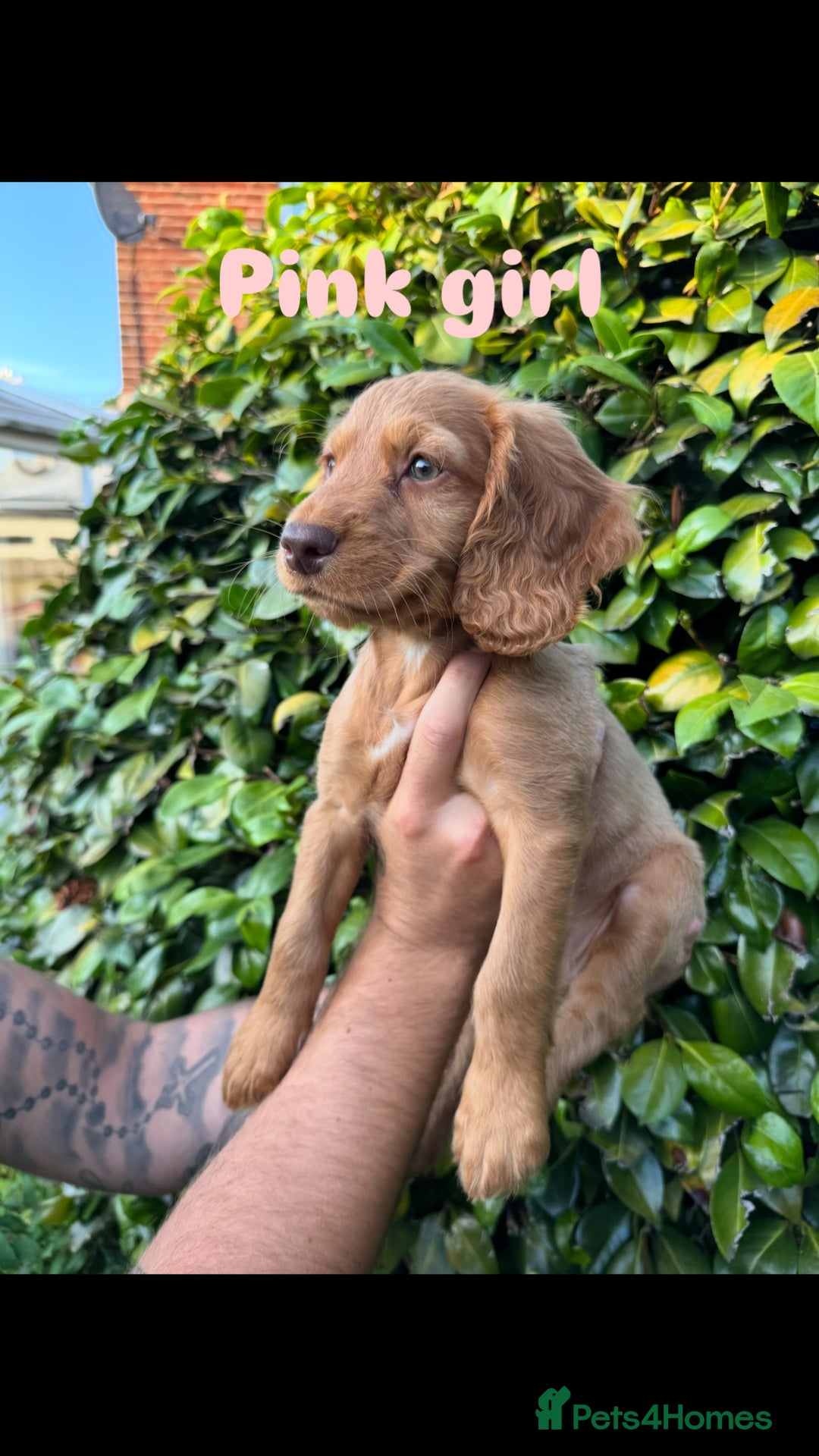 Cocker Spaniel dogs for sale: READY TO GO.. beautiful cocker spaniel puppies - Image 12