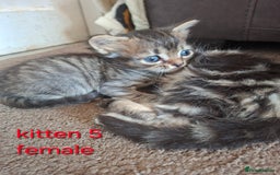 British Shorthair cats for sale: Beautiful kittens 😸  - Image 9
