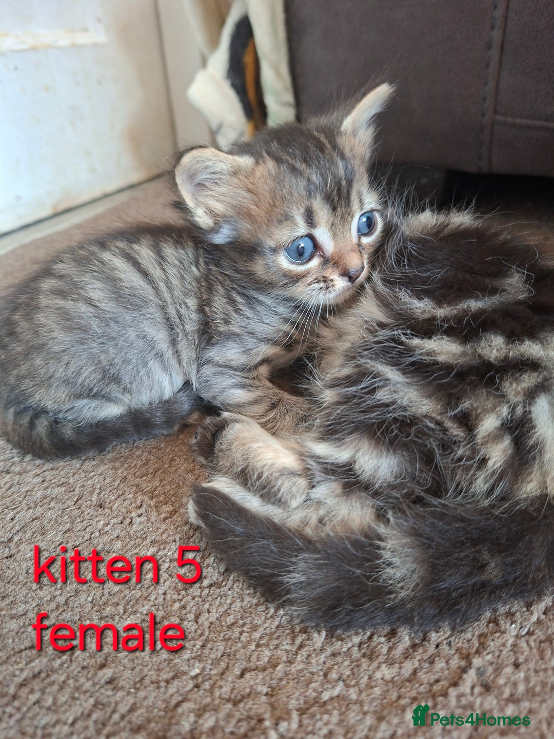 British Shorthair cats for sale: Beautiful kittens 😸  - Image 9