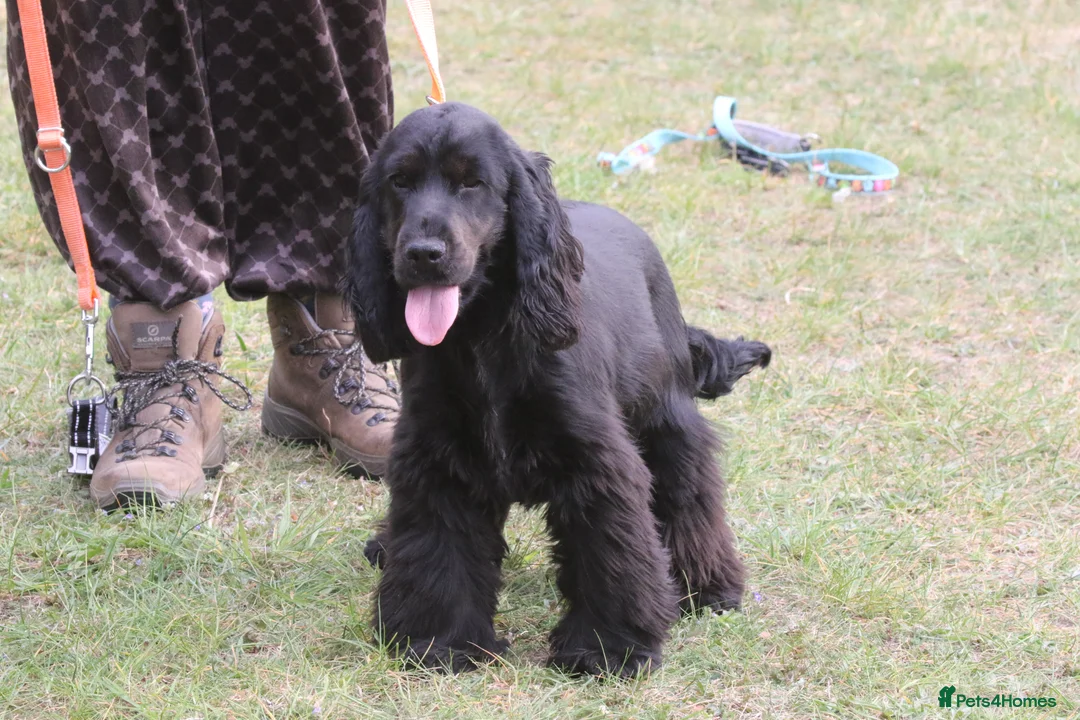 Cocker Spaniel dogs for sale: Very beautiful rizi bizi breeding young bitch - Advert 2