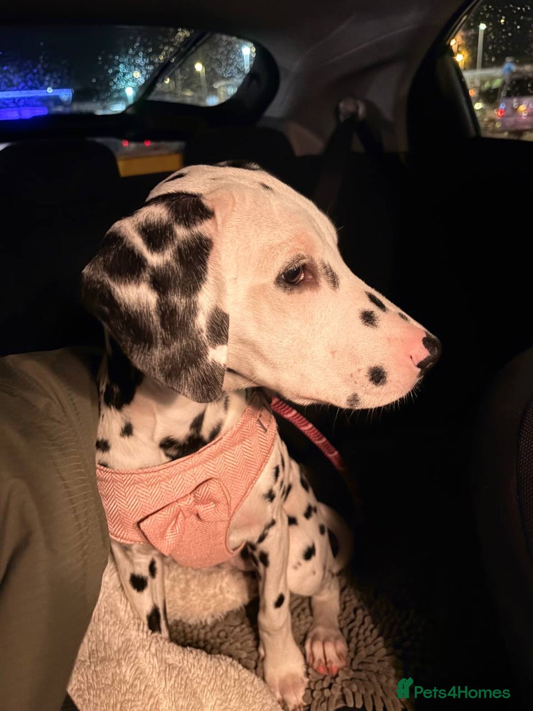 Dalmatian dogs for sale: Dalmatian girl 3 month old - Advert 3