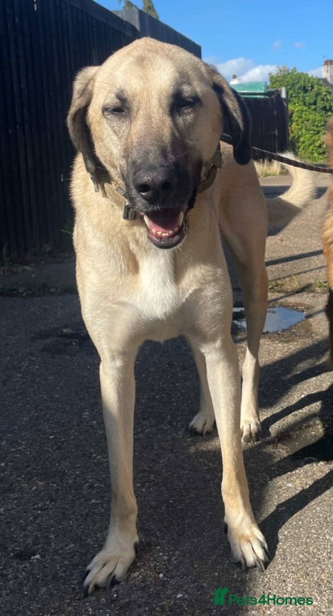 Mixed Breed dogs for sale: Kobe 3 year old mix breed - Advert 3