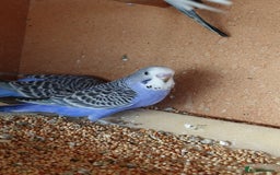 Budgerigars birds for sale: Budgerigars For sale 3 x Violet & 1 x Blue - Advert 3
