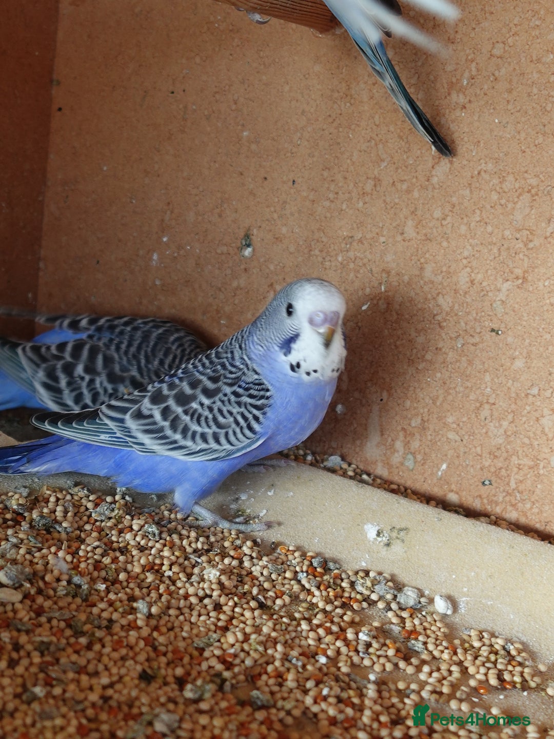 Budgerigars birds for sale: Budgerigars For sale 3 x Violet & 1 x Blue - Advert 3
