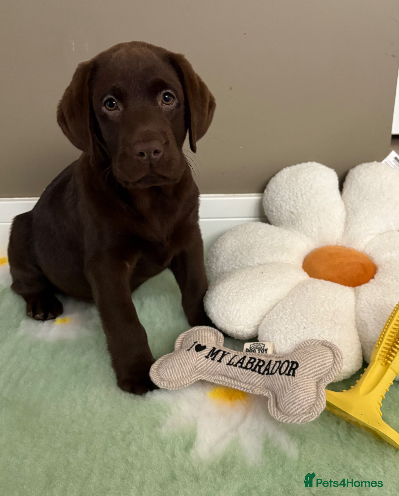 Labrador Retriever dogs Gorgeous girl needing a home - Advert 5