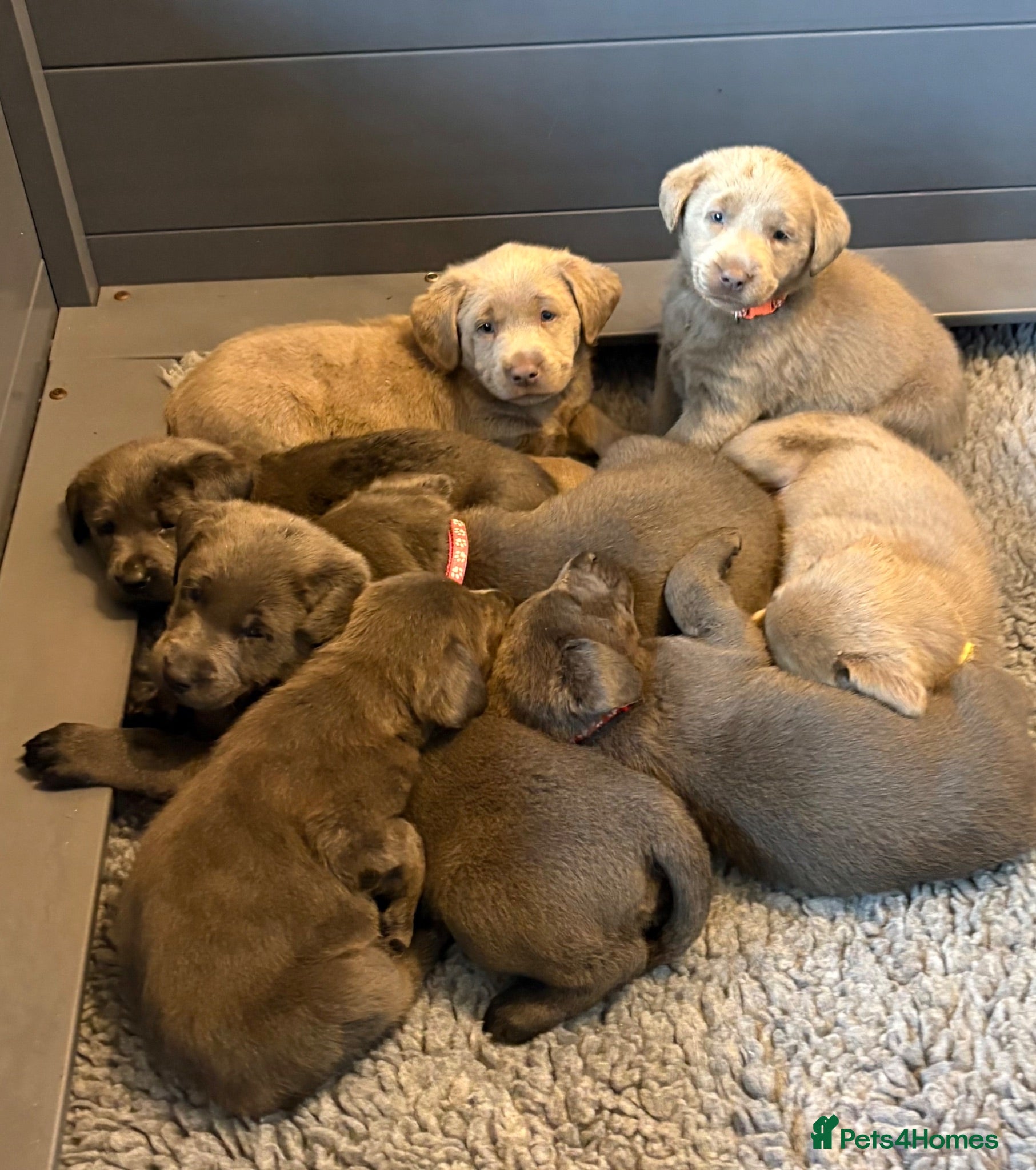 Labrador Retriever dogs Gorgeous KC Silver & Charcoal Labrador Pups - Advert 1