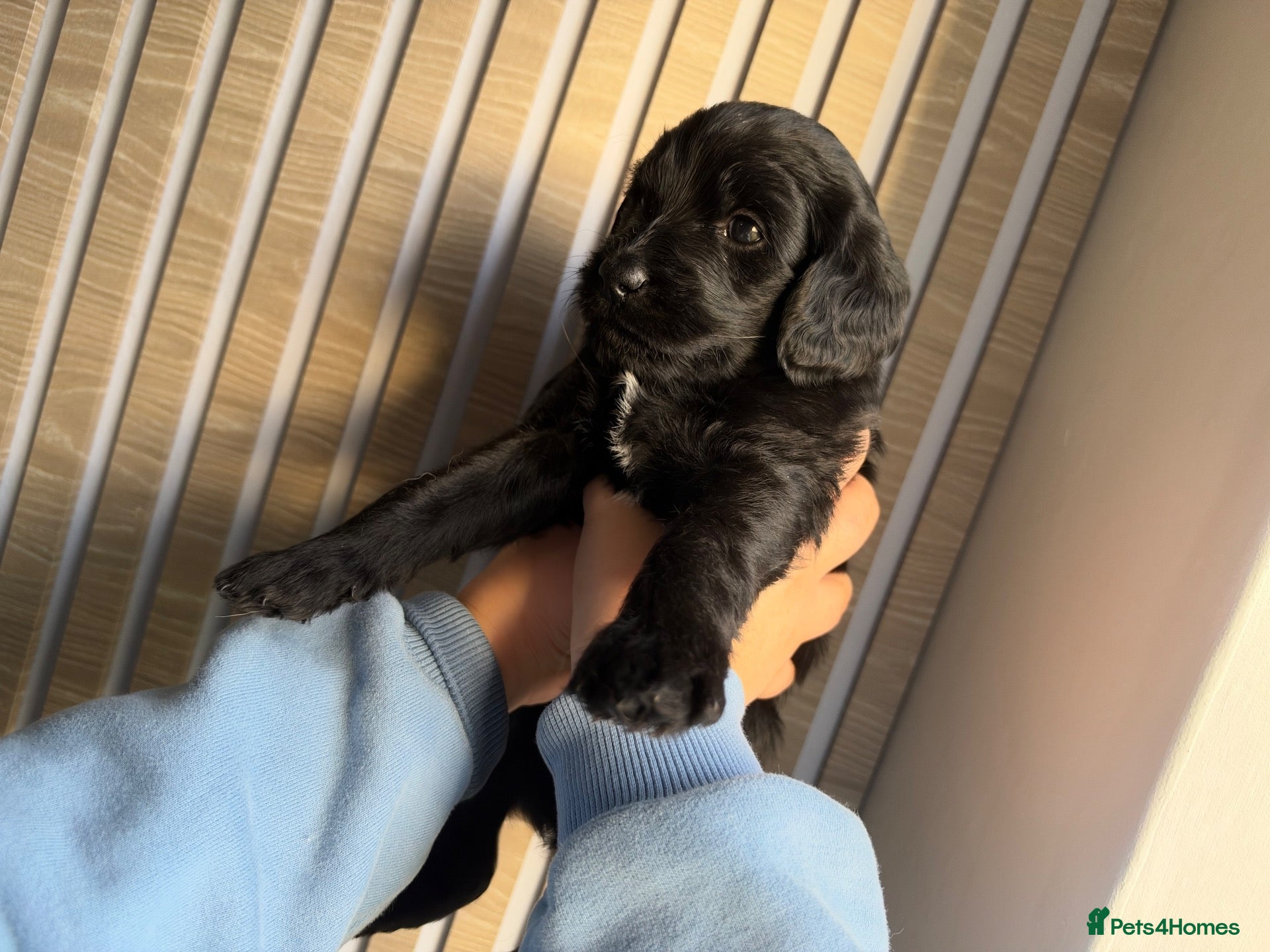 Labradoodle dogs Gorgeous labradoodle puppies!🐶  - Advert 5