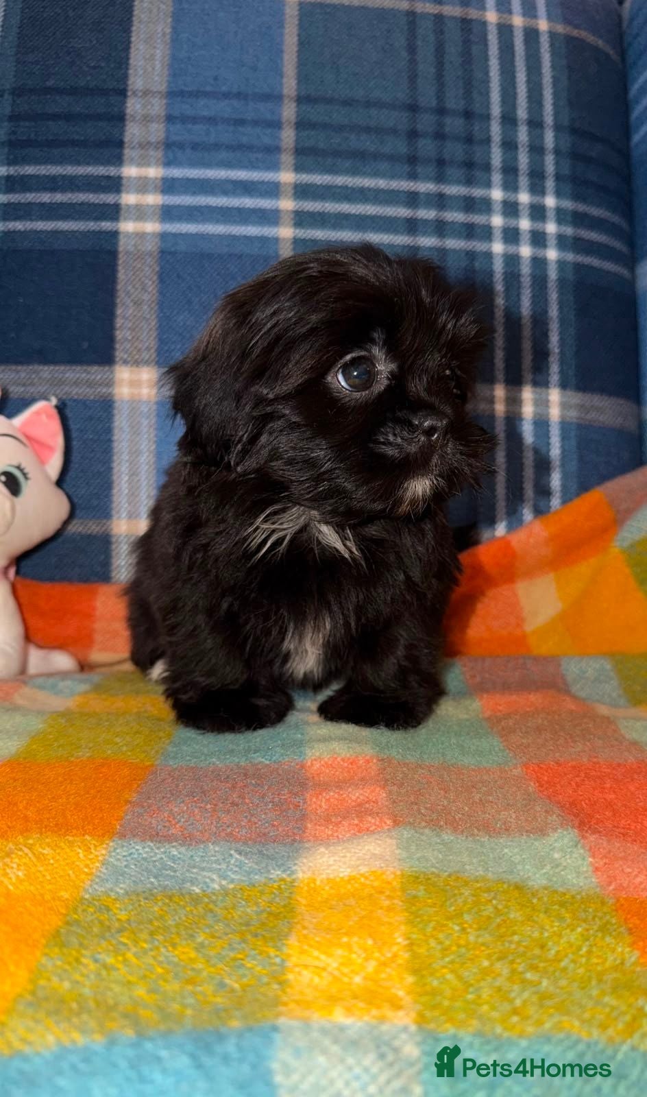 Shih Tzu dogs Stunning Black Shih Tzu Puppies - Advert 1