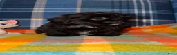 Shih Tzu dogs for sale: 💖💙Stunning Black Shih Tzu Puppies💙💖 - Advert 8
