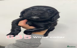 Cocker Spaniel dogs for sale: 9 wonderful cocker spaniel pups - Image 2