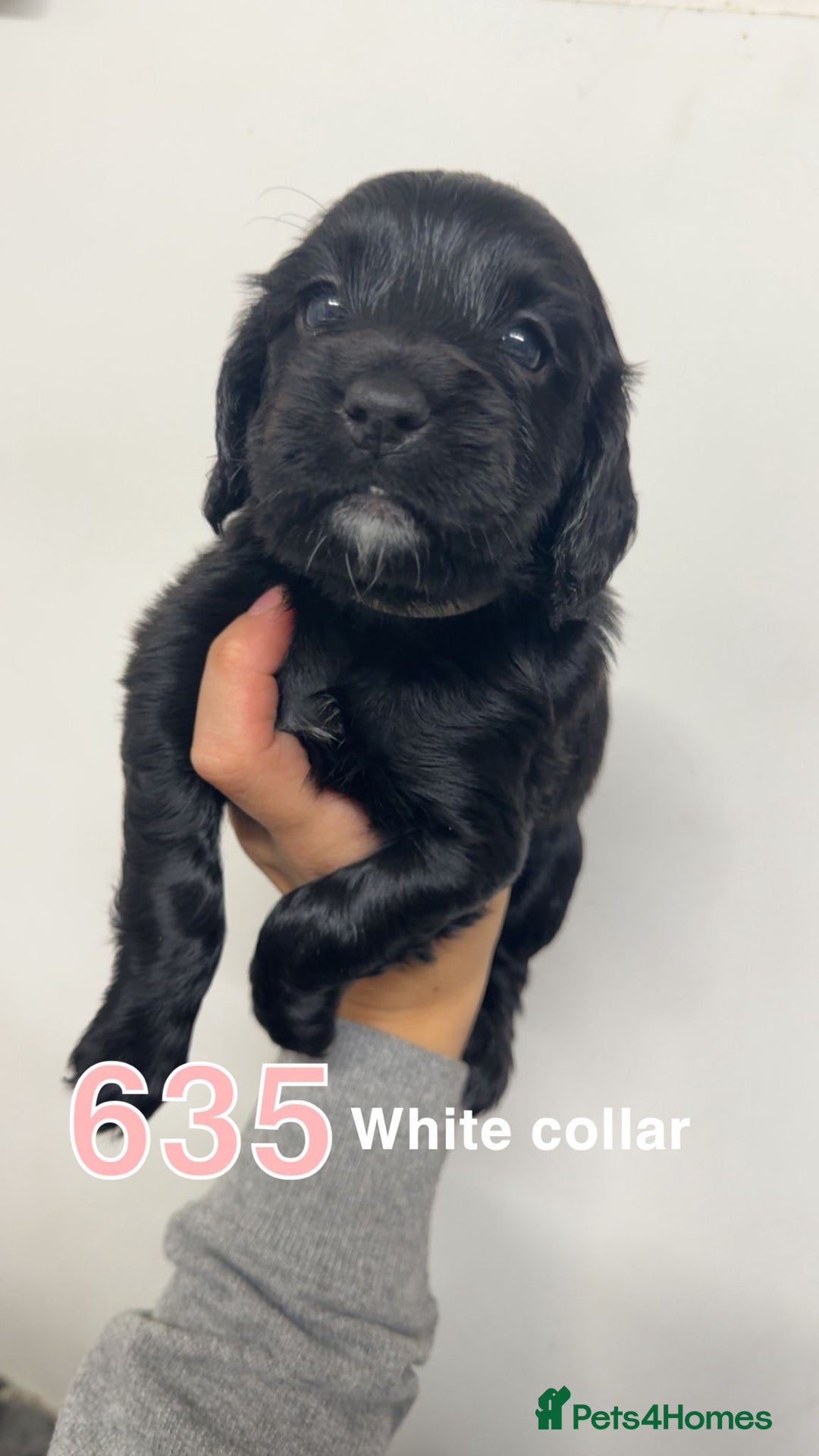 Cocker Spaniel dogs for sale: 9 wonderful cocker spaniel pups - Image 2
