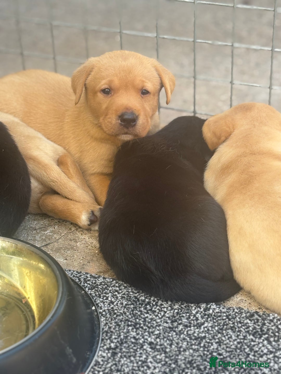 Labrador Retriever dogs for sale: 8 Kennel club reg  health tested chunky Labradors  - Image 8