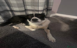 Border Collie dogs for sale: 3 Year old Border Collie  - Image 3