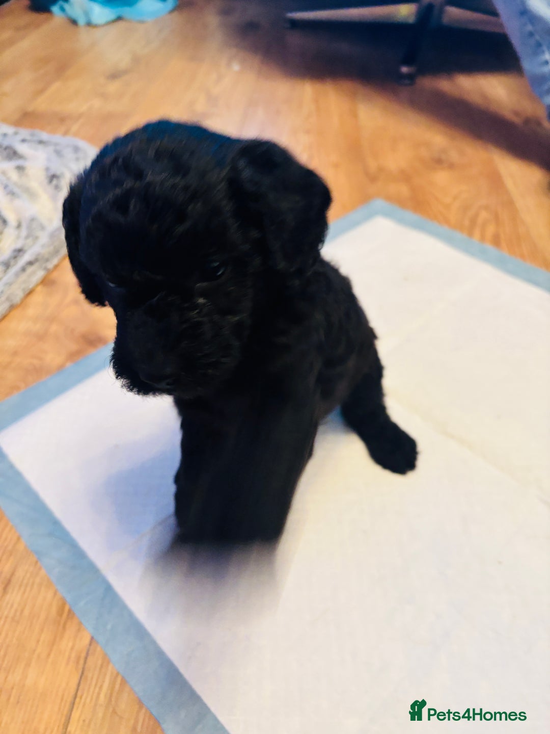 Labradoodle dogs for sale: Miniature Labradoodles - Advert 4
