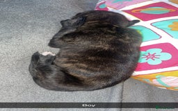 Mixed Breed dogs for sale: Stunning saluki greyhound puppies.  - Advert 39