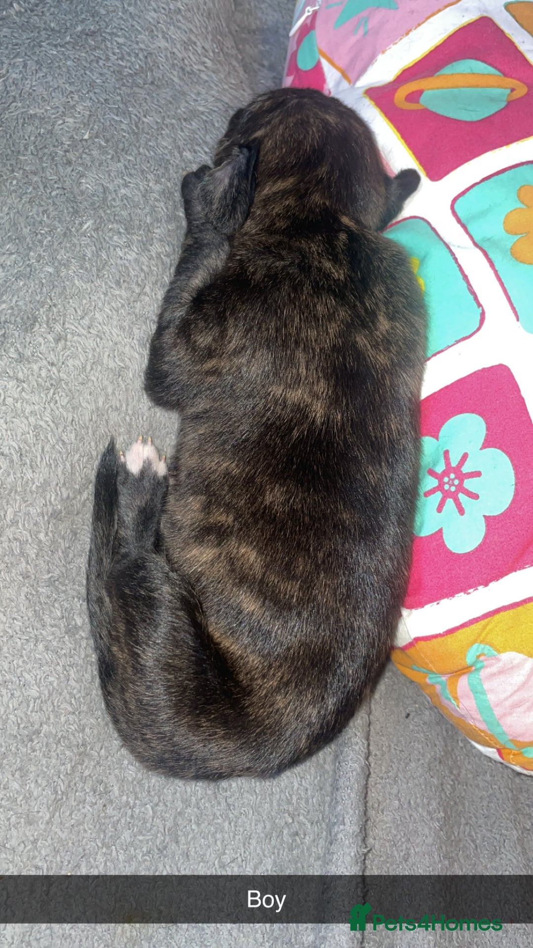 Mixed Breed dogs for sale: Stunning saluki greyhound puppies.  - Advert 39