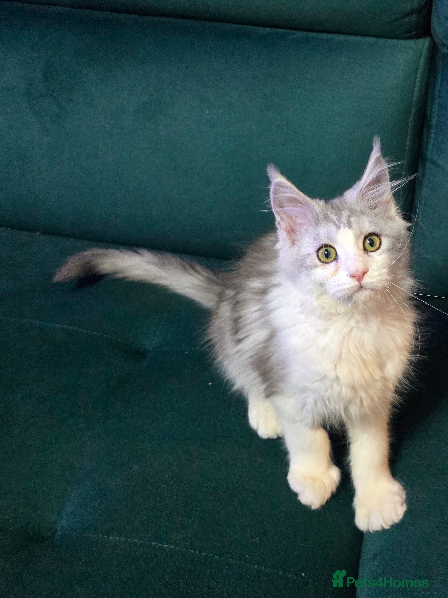 Maine Coon cats  Boy&Girl Polydactyl  Maine Coon TICA - Advert 4