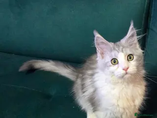 Maine Coon cats Boy&Girl Polydactyl Maine Coon TICA - Advert 4