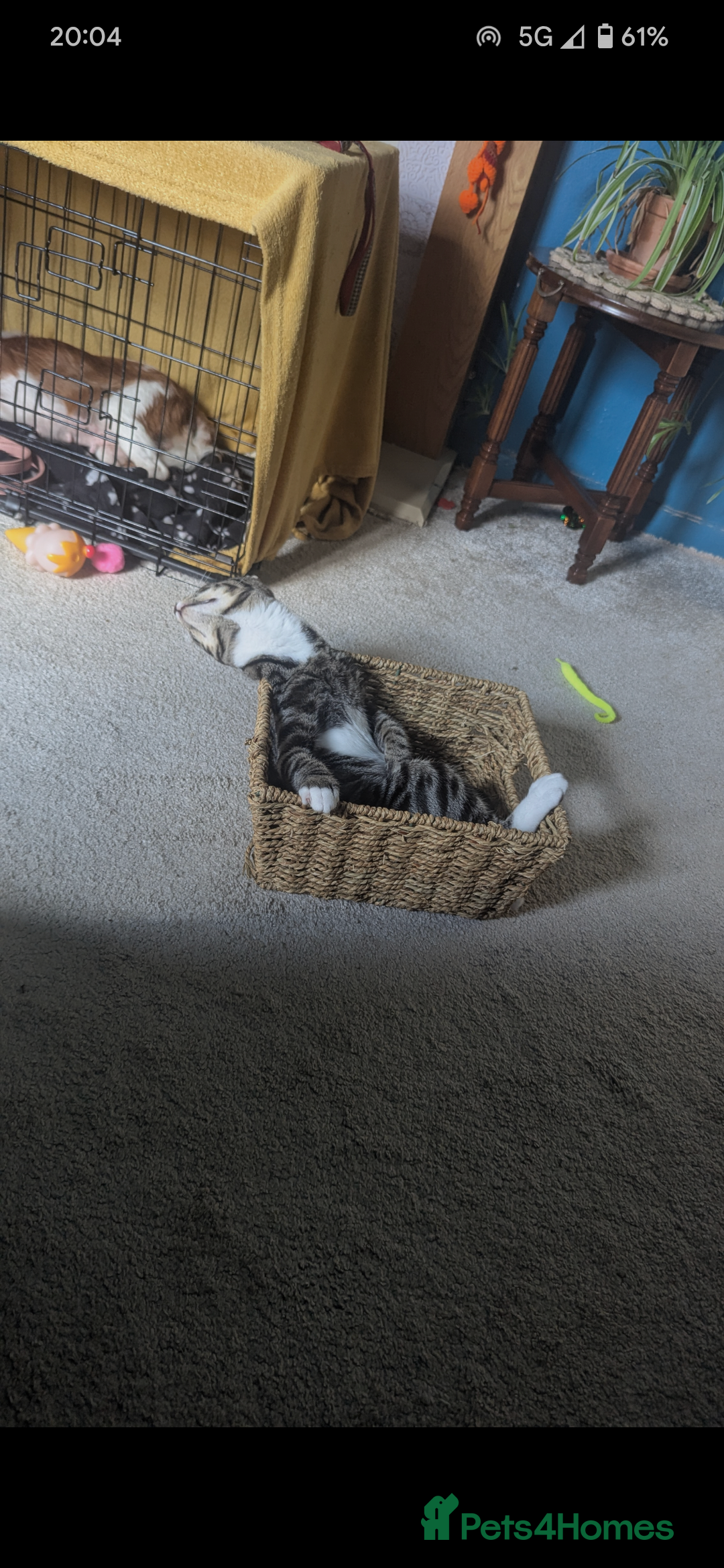 Mixed Breed cats for sale: Mixed Breed Male Tabby  - Image 6