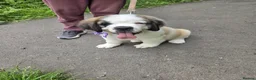 Saint Bernard dogs for sale:  Last female Saint Bernard Puppy 🐾 - Advert 3