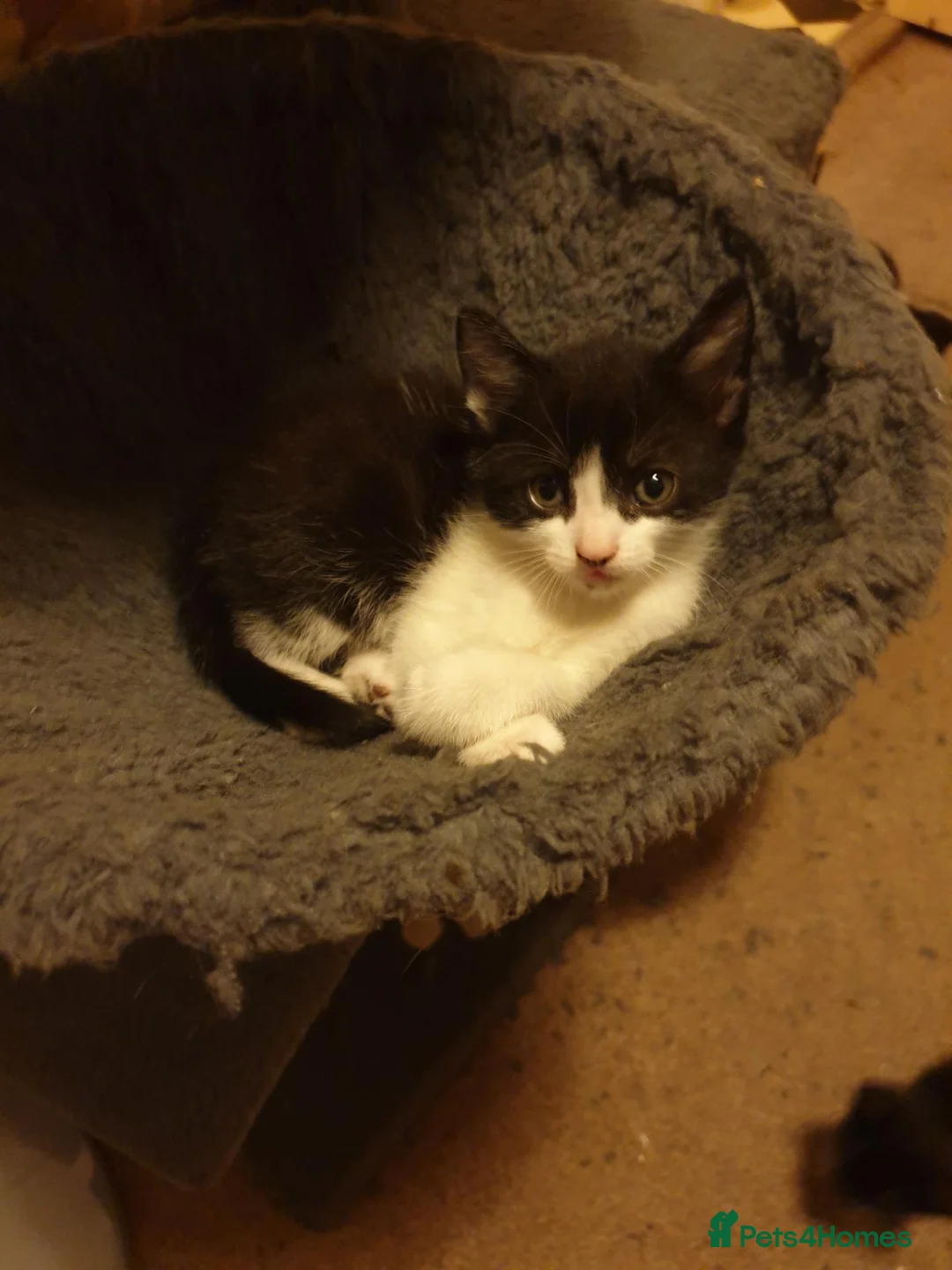 Mixed Breed cats for sale: Kittens - Advert 9