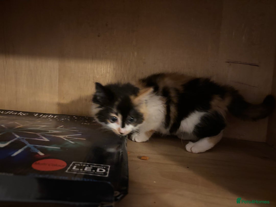 Mixed Breed cats for sale: Five semi long haired kittens available now - Advert 8