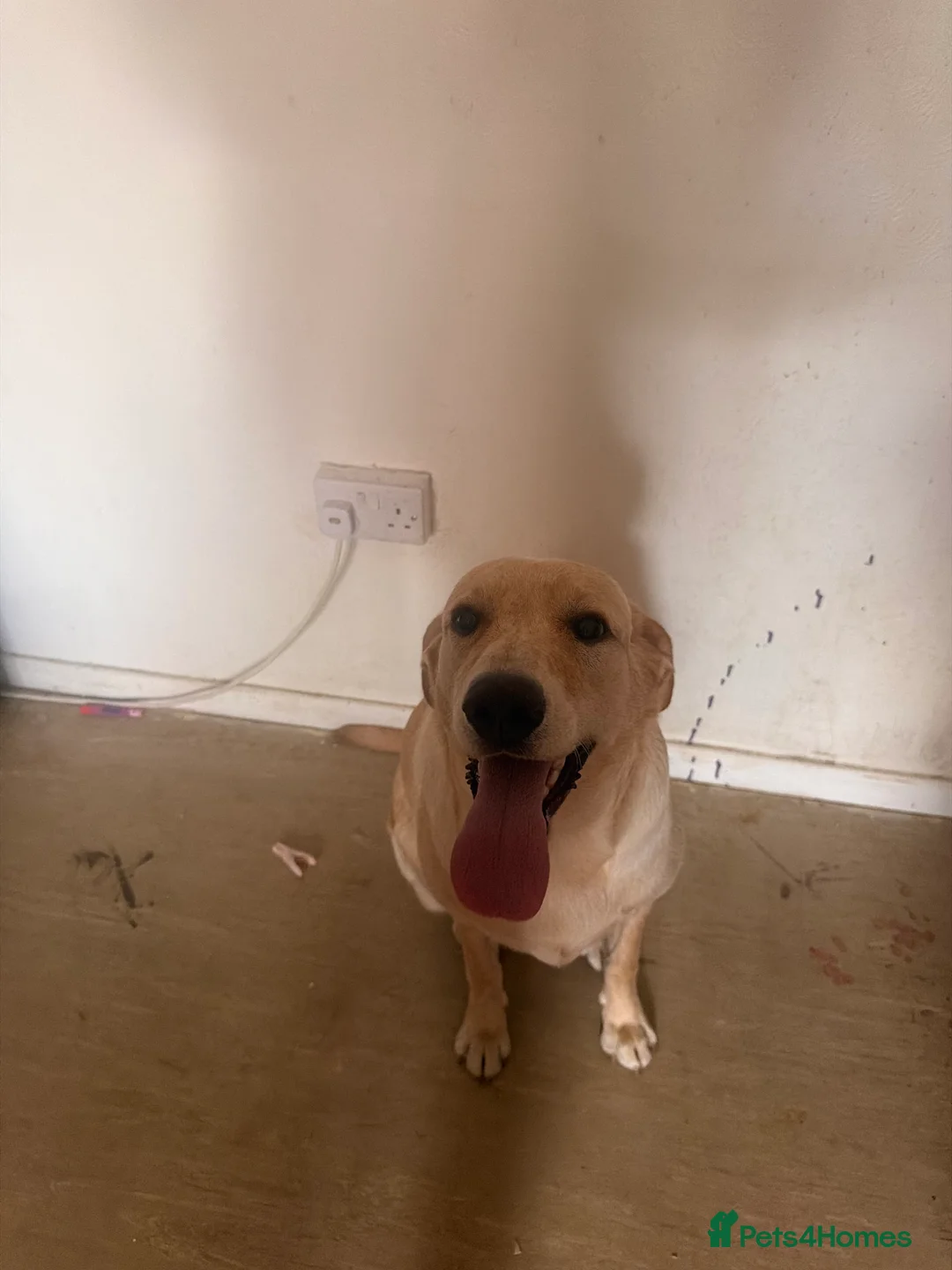 Labrador Retriever dogs for sale: 8 month old lab  - Advert 2