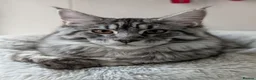 Maine Coon cats for sale: Mainecoon - Advert 5
